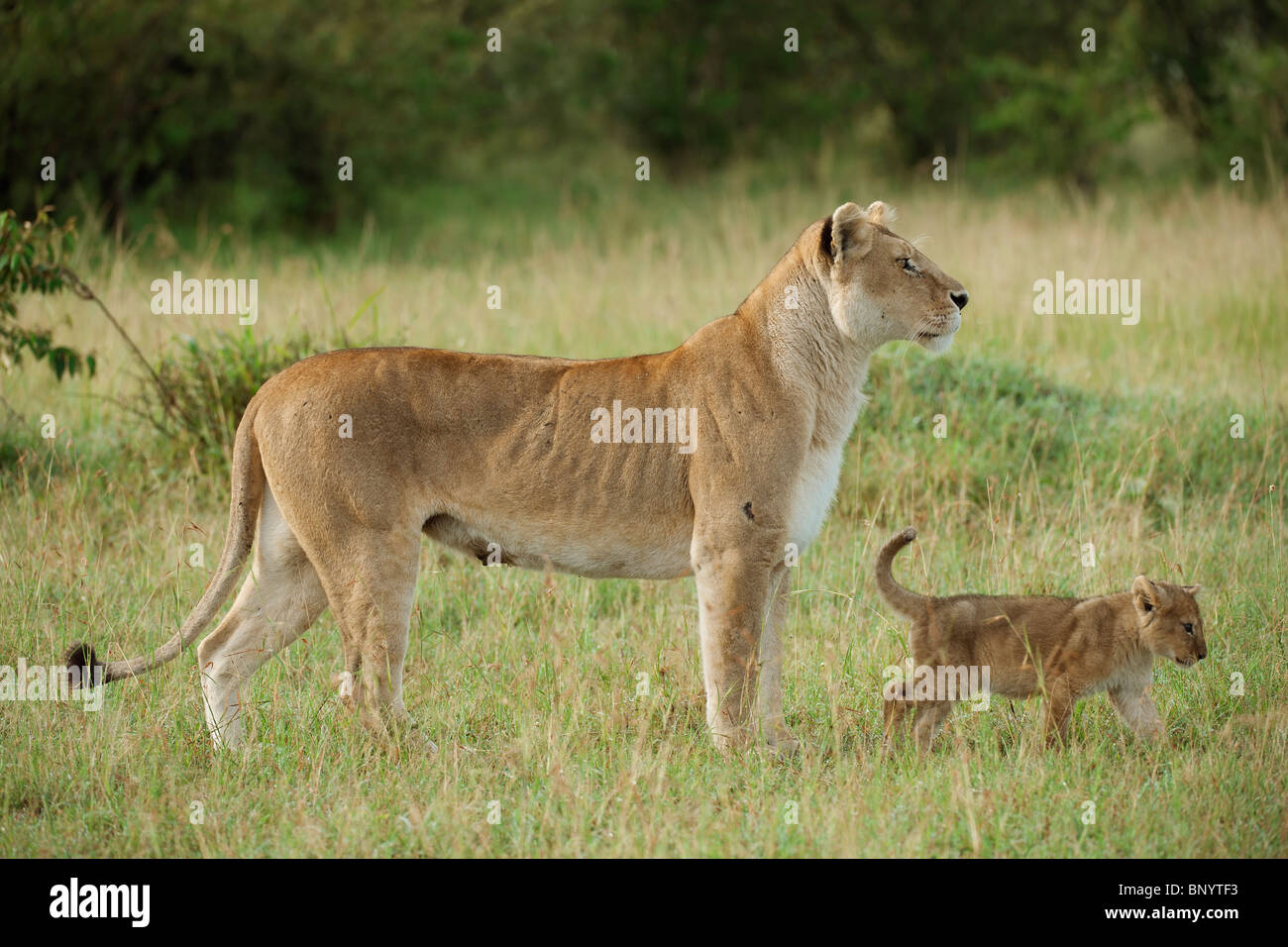 Lioness cubs maasai mara cute hi-res stock photography and images - Alamy