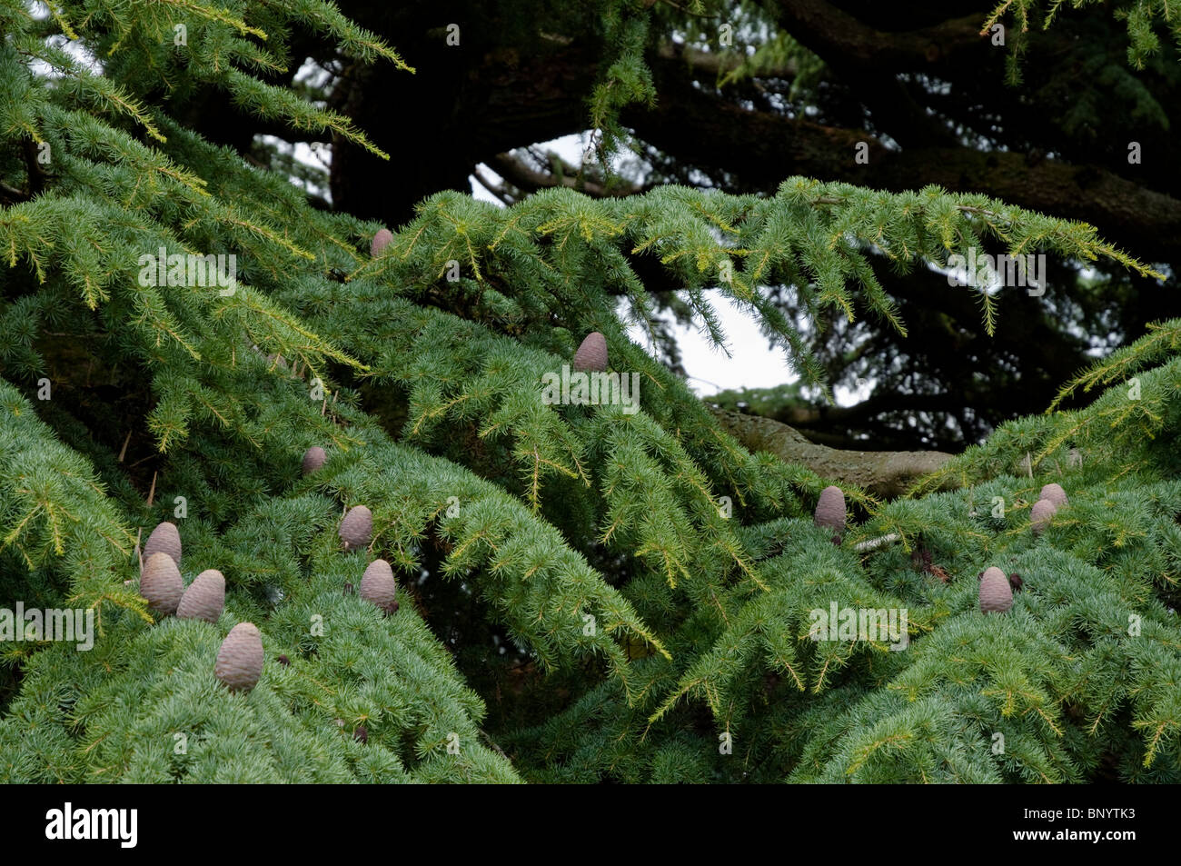 Cedar of Lebanon / Cedrus Libani - a stately feature tree. Close up showing branches with their distinctive cones. Stock Photo
