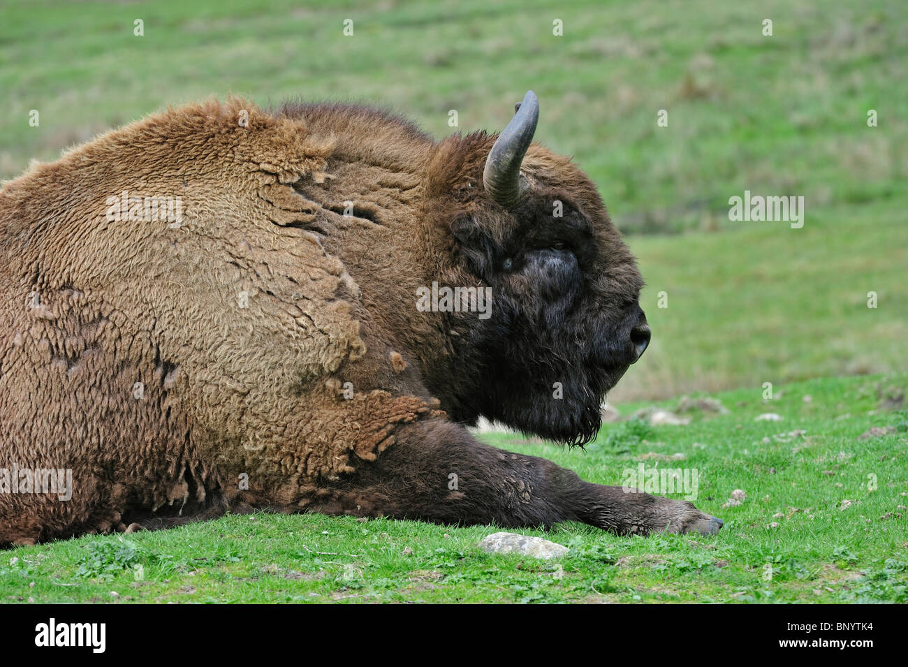 Wisent / European bison (Bison bonasus) resting in grassland Stock Photo