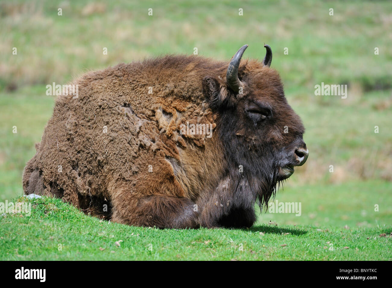 Wisent / European bison (Bison bonasus) resting in grassland Stock Photo