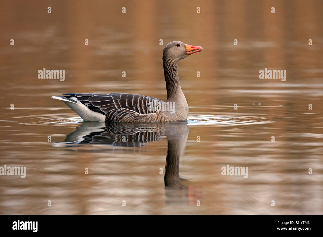 Greylag Goose / Graylag Goose (Anser anser) swimming in lake at sunset, Germany Stock Photo