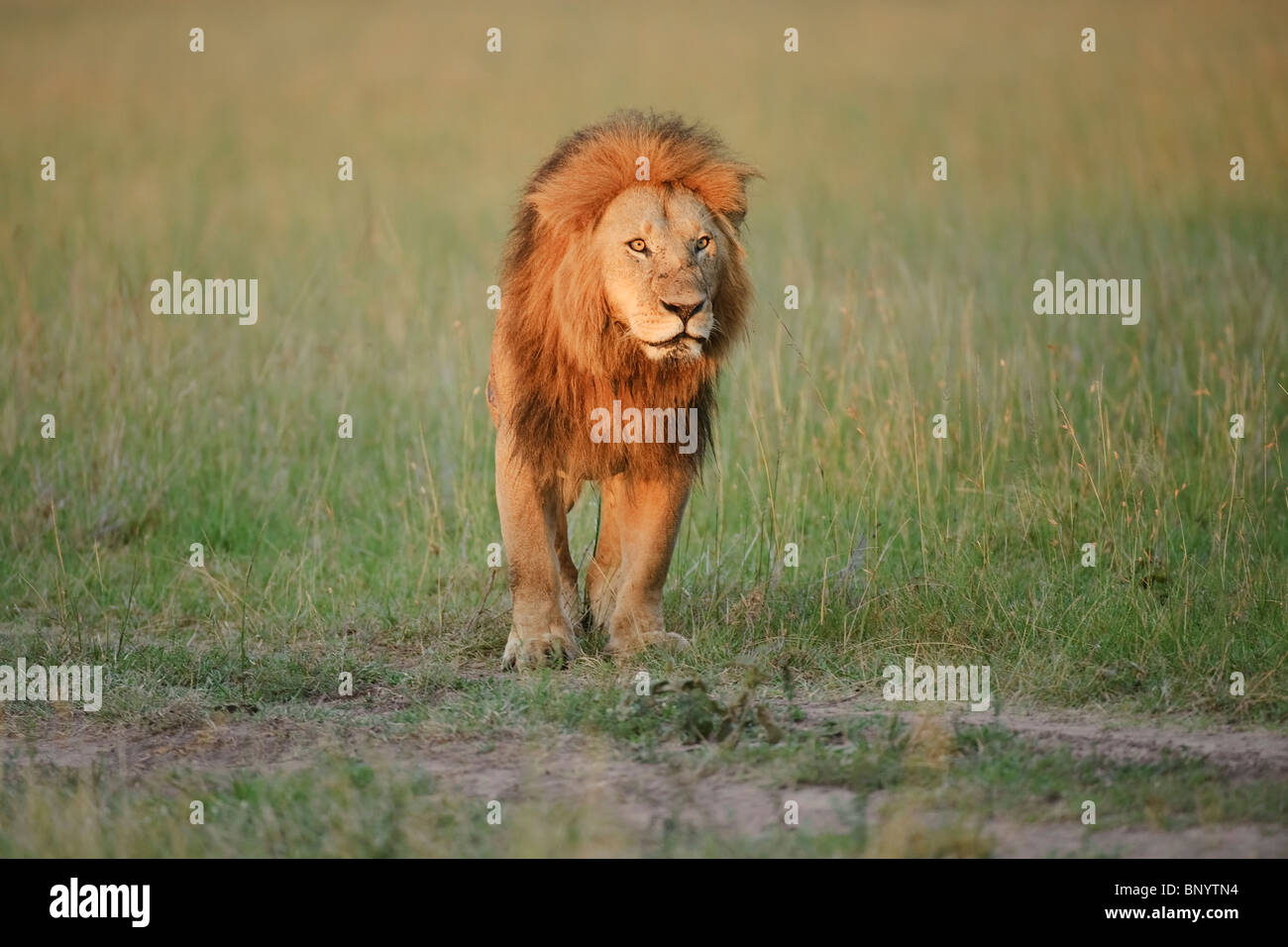 Male lion sunrise hi-res stock photography and images - Alamy