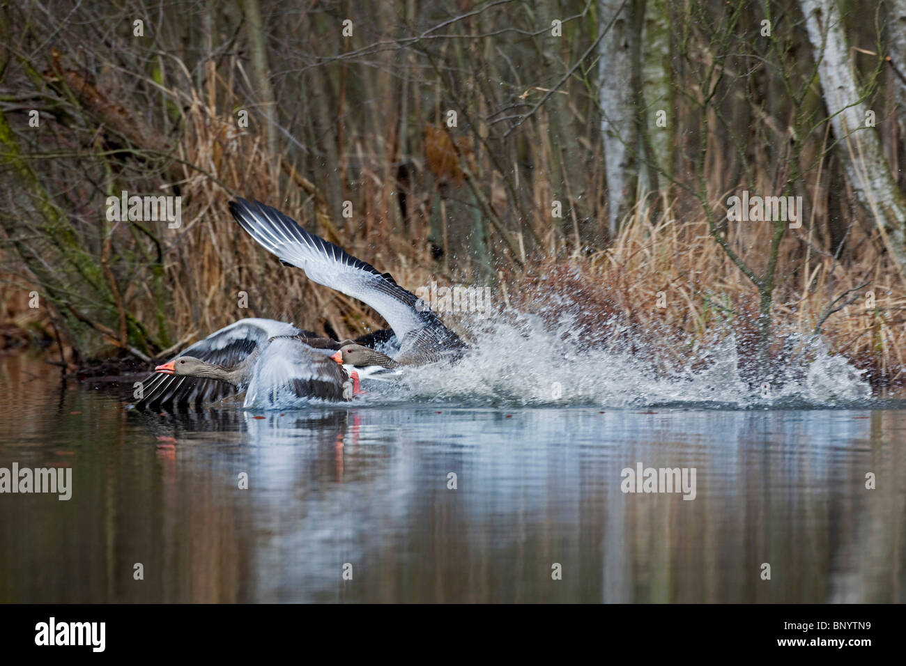 Greylag Goose / Graylag Geese (Anser anser) chasing and fighting, Germany Stock Photo