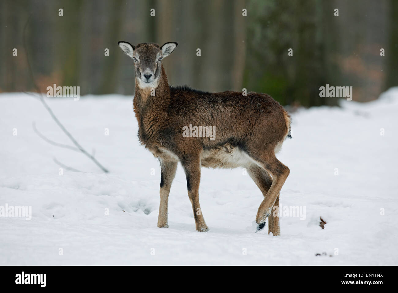 Mouflon ewe (Ovis gmelini musimon) in forest in the snow in winter, Germany Stock Photo