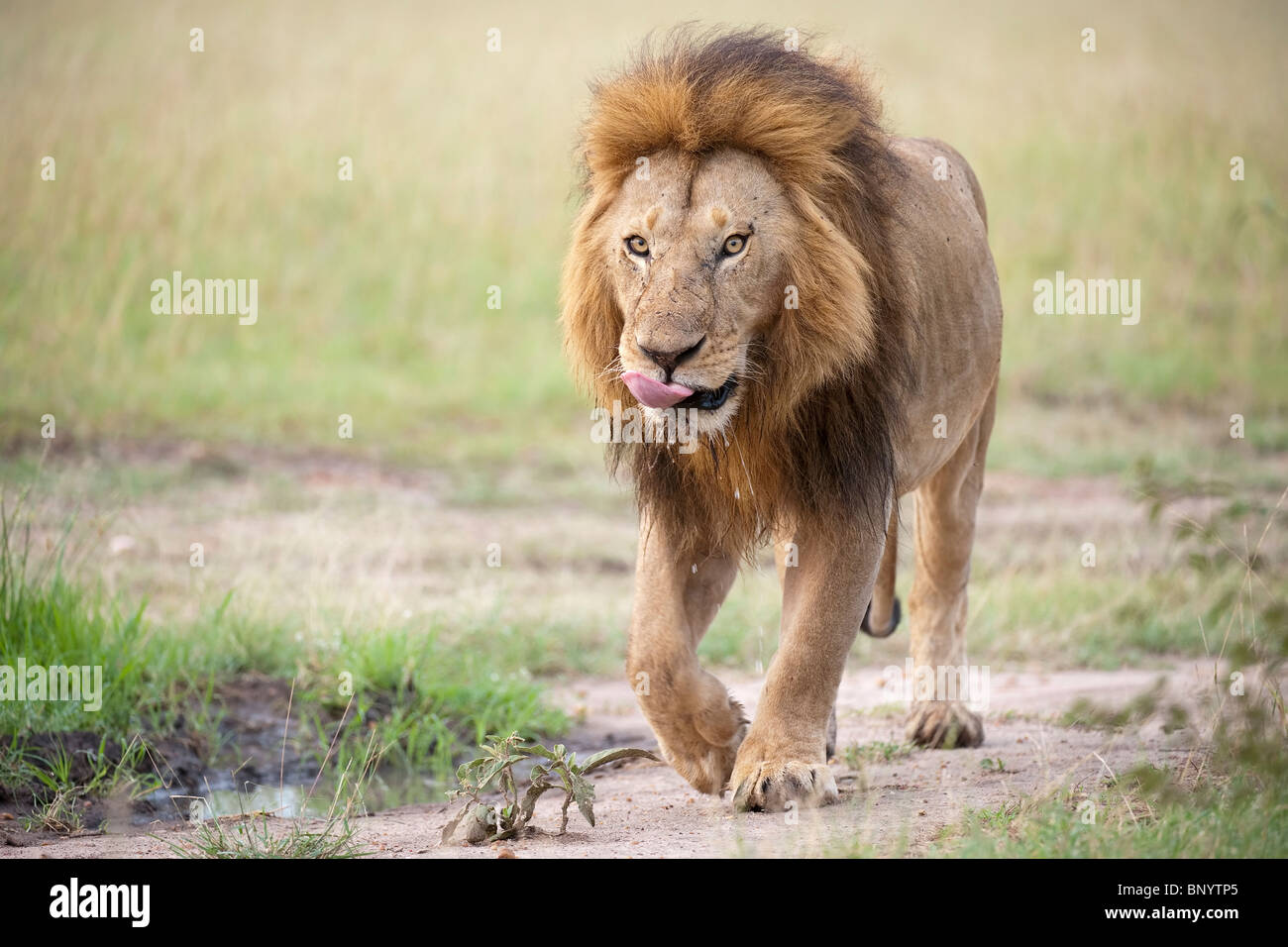 Male lion walking masai mara hi-res stock photography and images - Alamy