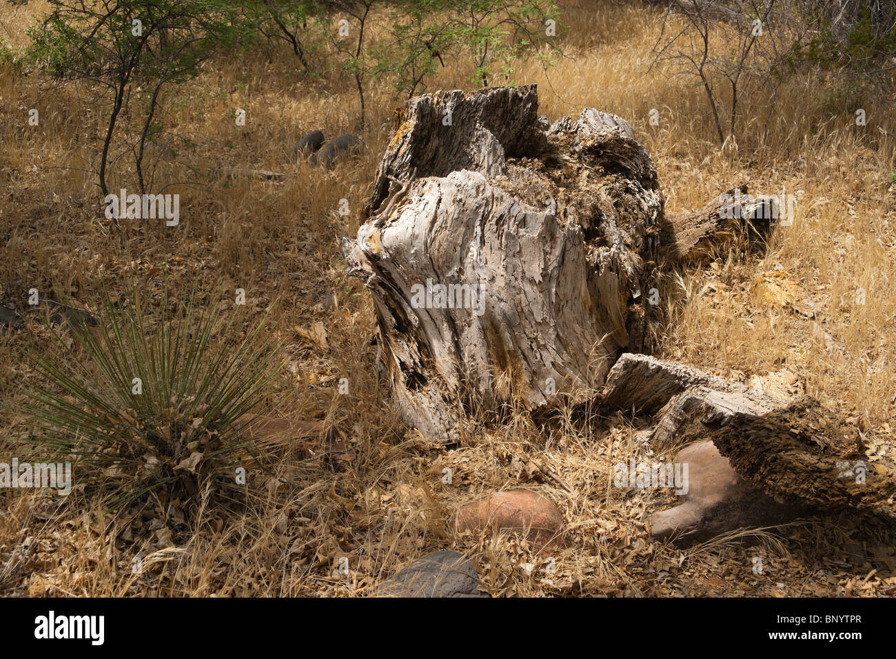 Sedona, Arizona - Red Rock State Park and Crescent Moon Ranch. Summer hayfield. Stock Photo