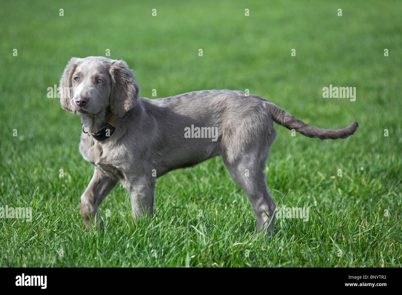 Weimaraner (Canis lupus familiaris) dog, long-haired puppy in field, Germany Stock Photo