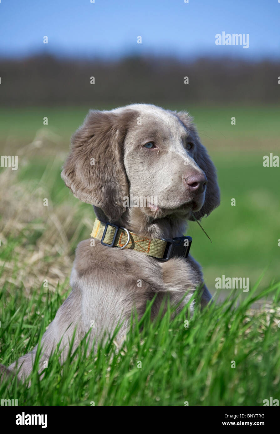 Weimaraner (Canis lupus familiaris) dog long-haired puppy in field, Germany Stock Photo