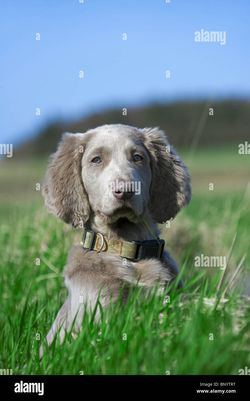 Weimaraner (Canis lupus familiaris) dog long-haired puppy in field, Germany Stock Photo