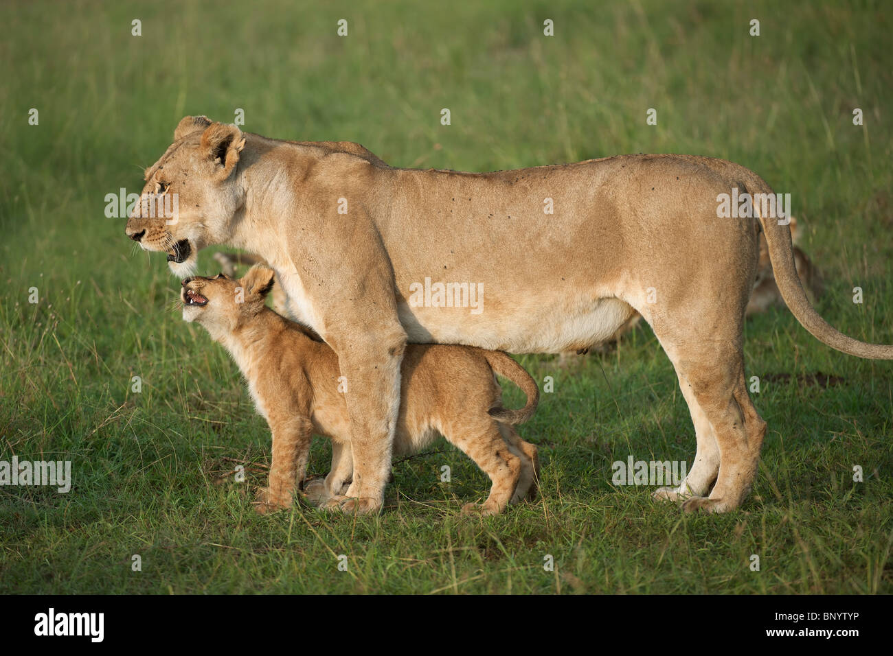 Lioness cubs maasai mara cute hi-res stock photography and images - Alamy