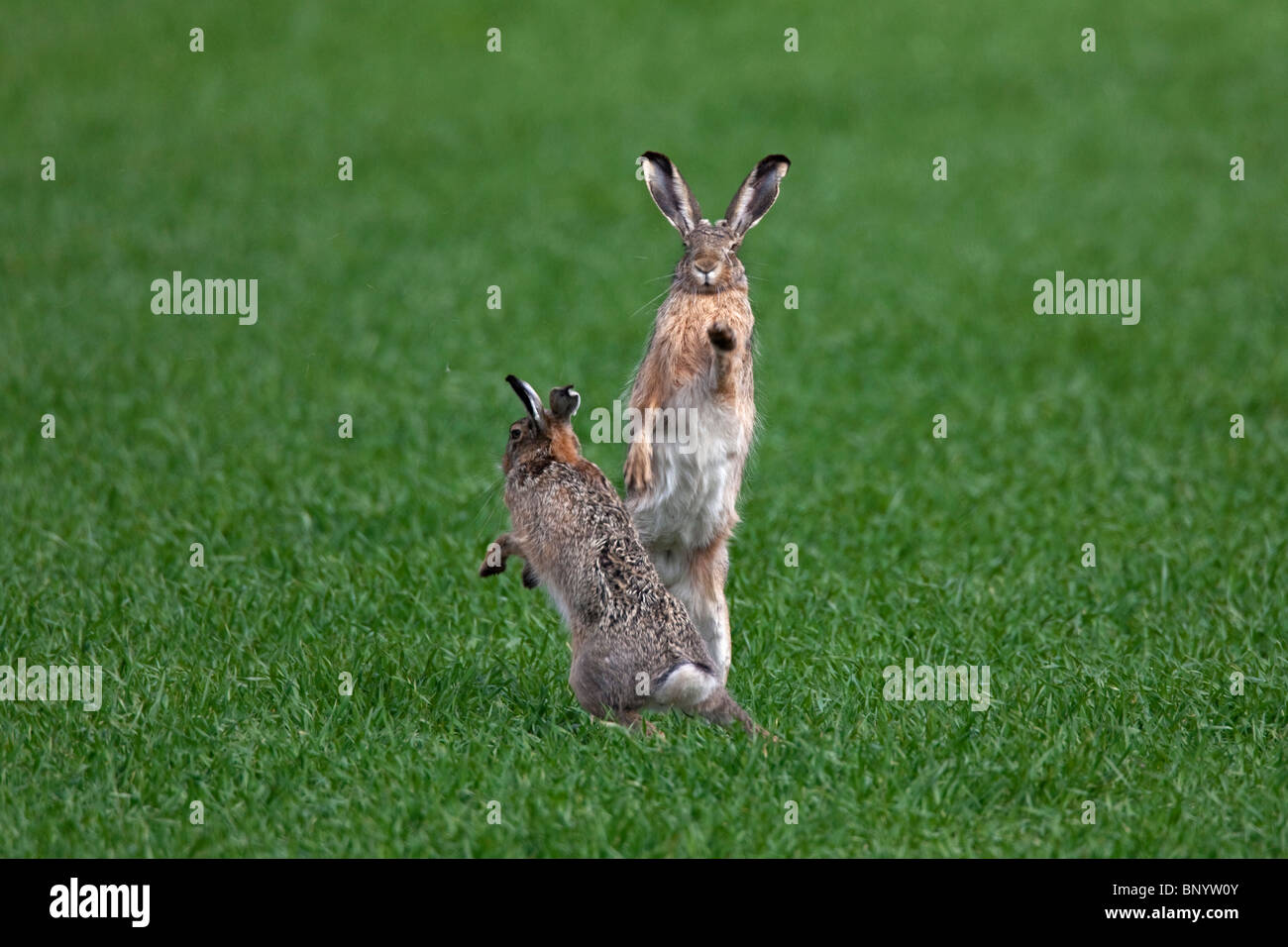 European Brown Hares (Lepus europaeus) boxing / fighting in field during the breeding season, Germany Stock Photo