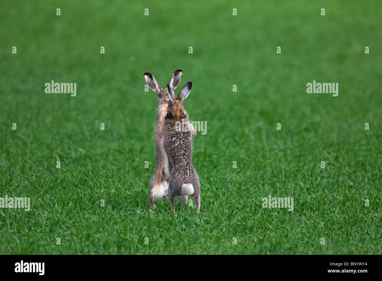 European Brown Hares (Lepus europaeus) boxing / fighting in field during the breeding season, Germany Stock Photo