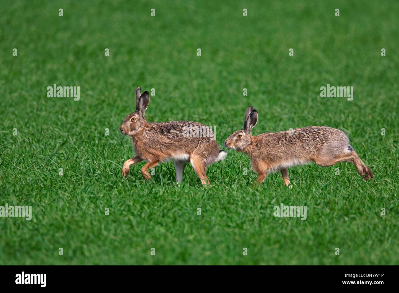 European Brown Hare (Lepus europaeus), buck chasing doe during the breeding season, Germany Stock Photo