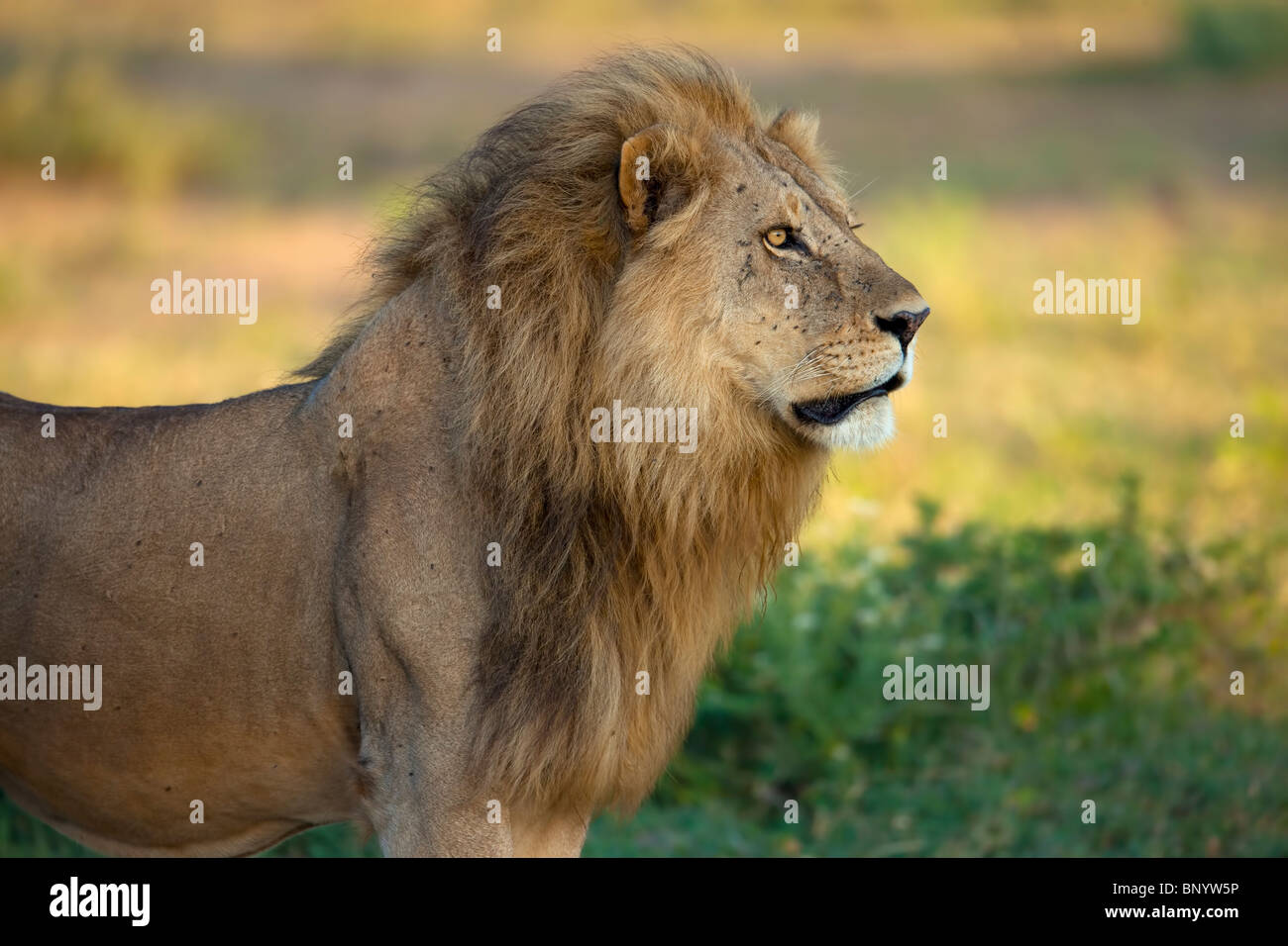 Lion close-up portrait,Serengeti, Tanzania Stock Photo