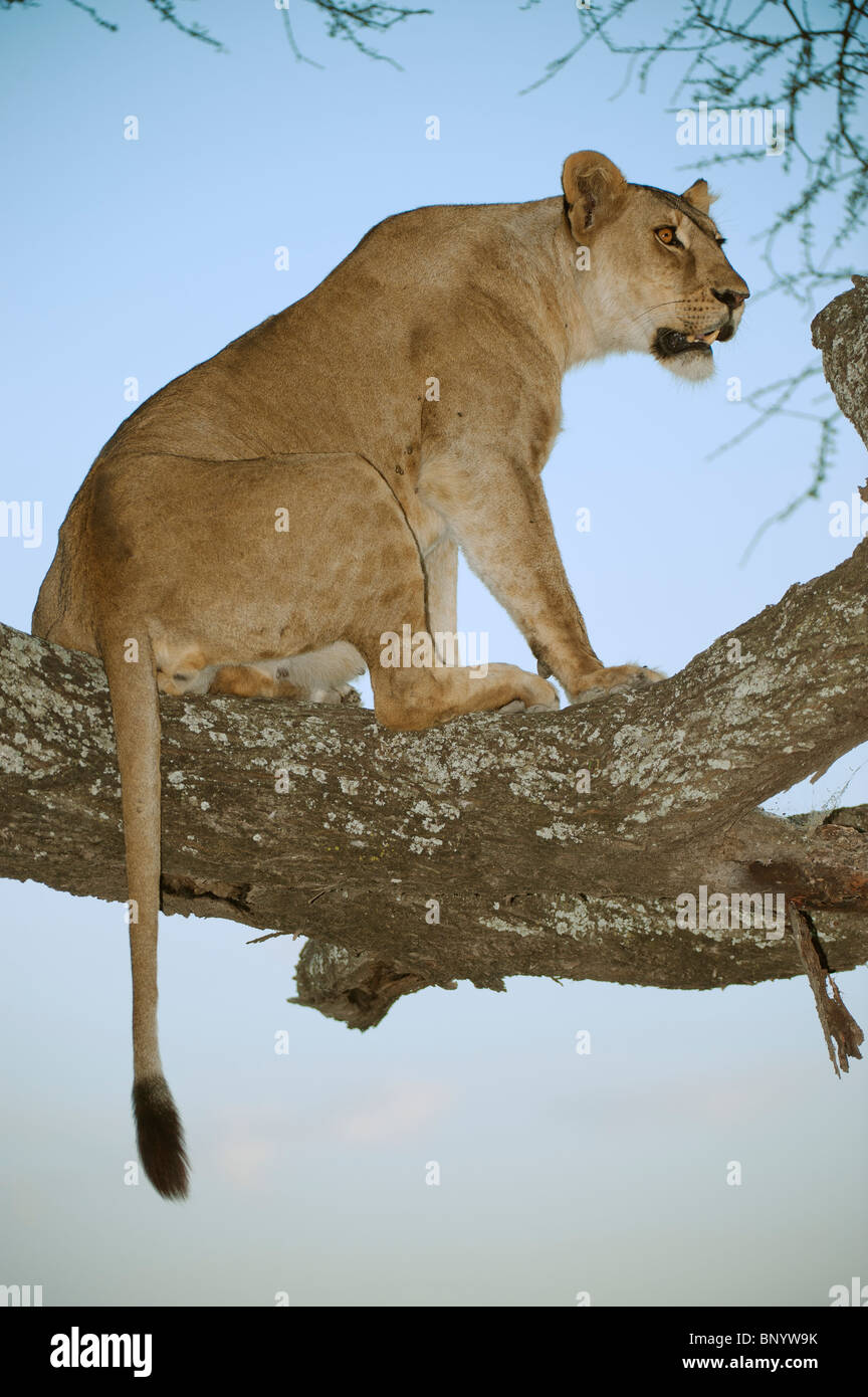 Lion on a tree, Maasai Mara, Kenya Stock Photo