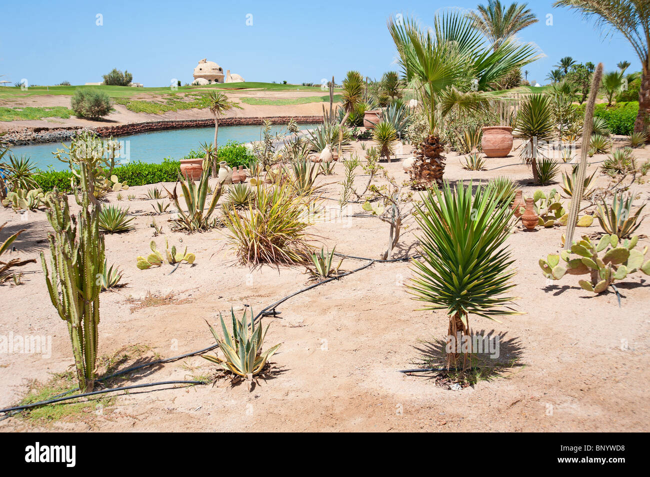 A Desert Garden With A Variety Of Arid Growing Plants Stock Photo Alamy
