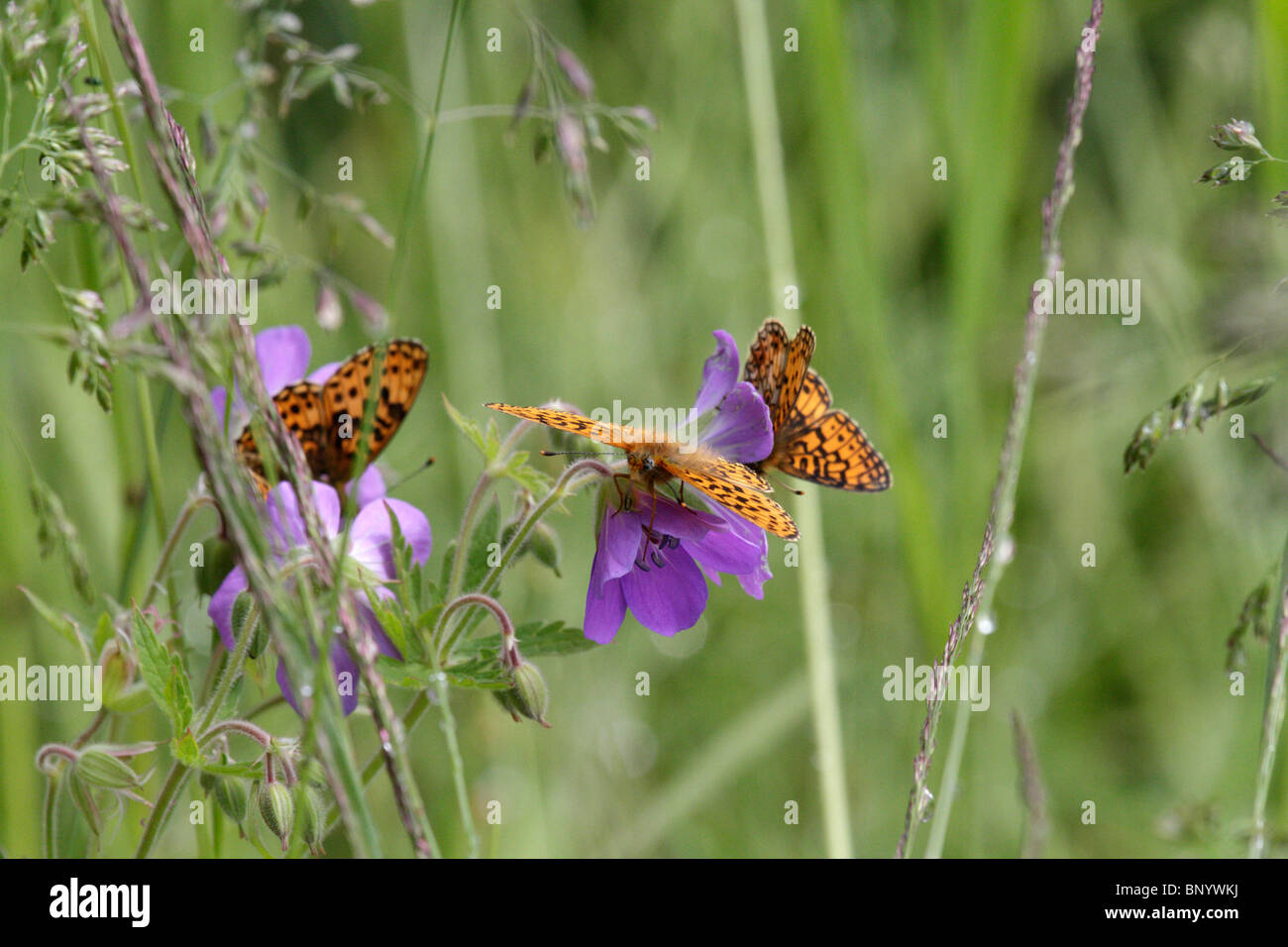 Boloria selene and Boloria euphrosyne on Hamaroy in Norway, feeding on Herb Robert (Geranium robertianum) Stock Photo