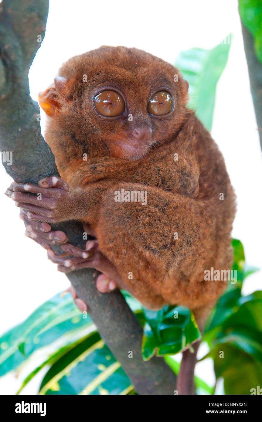 Tarsier- the smallest primate in natural living environment Stock Photo -  Alamy