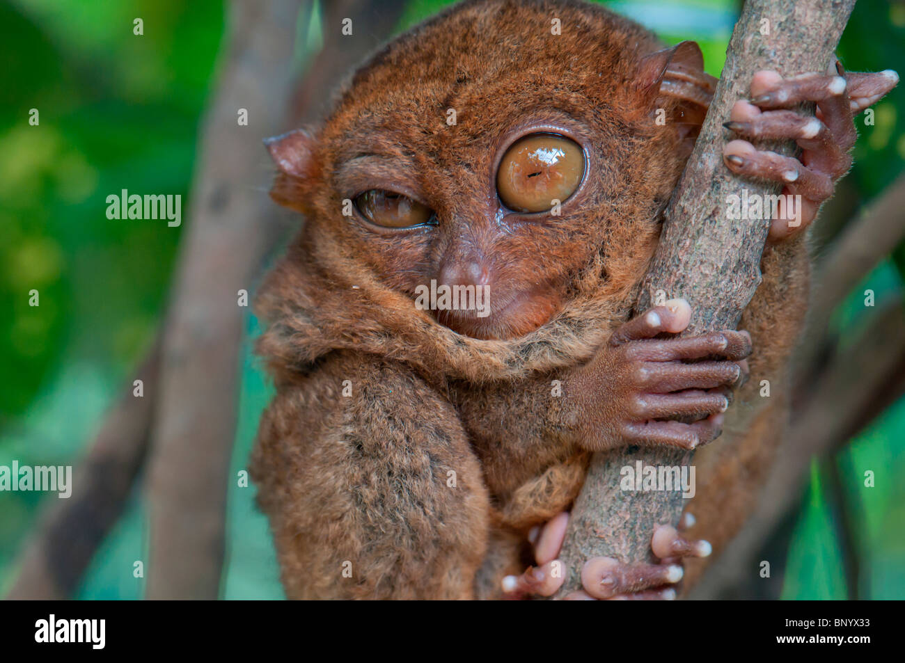 Winking tarsier holding a branch Stock Photo - Alamy
