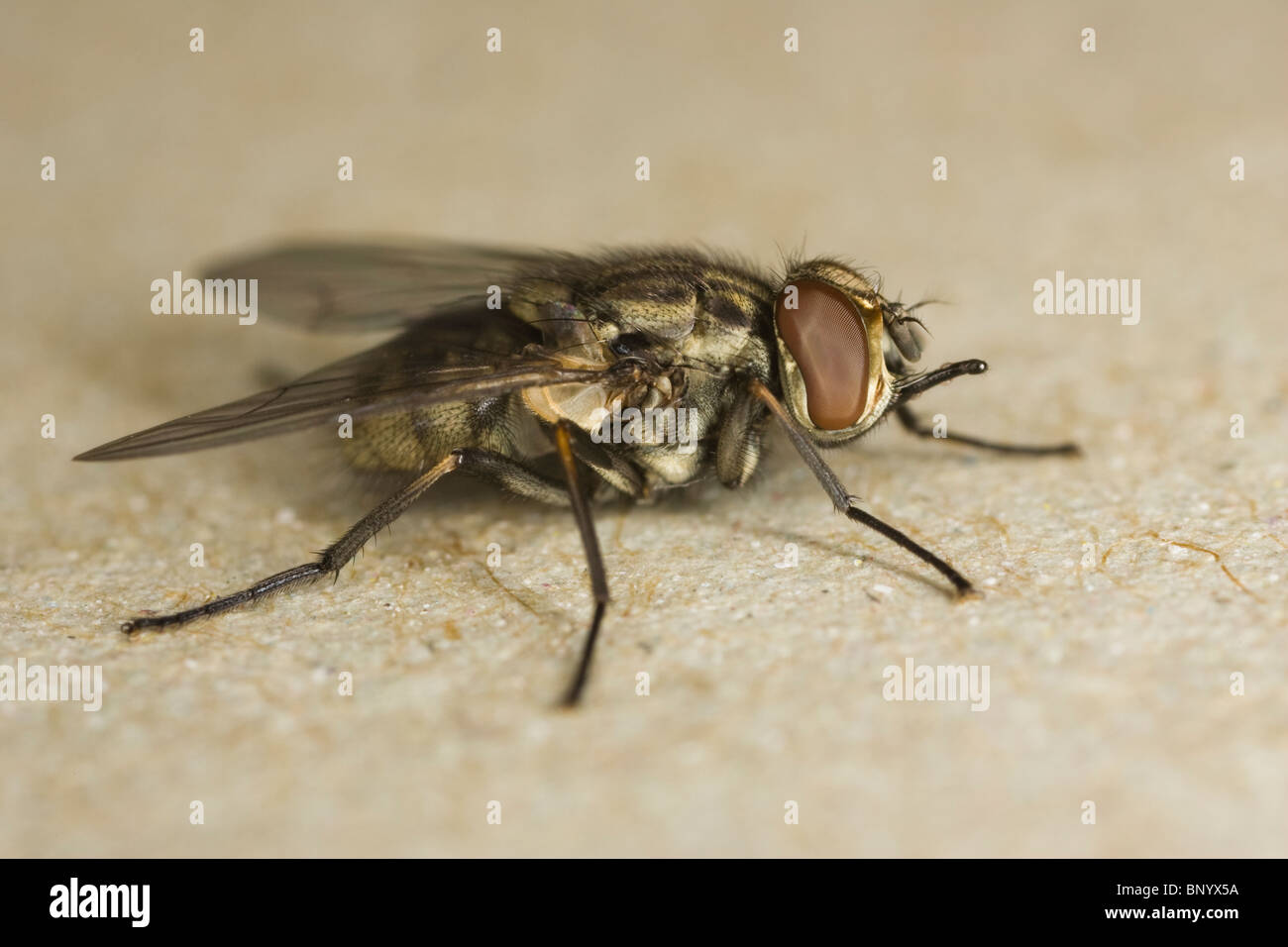 Stable Fly (Stomoxys calcitrans) ventral view Stock Photo