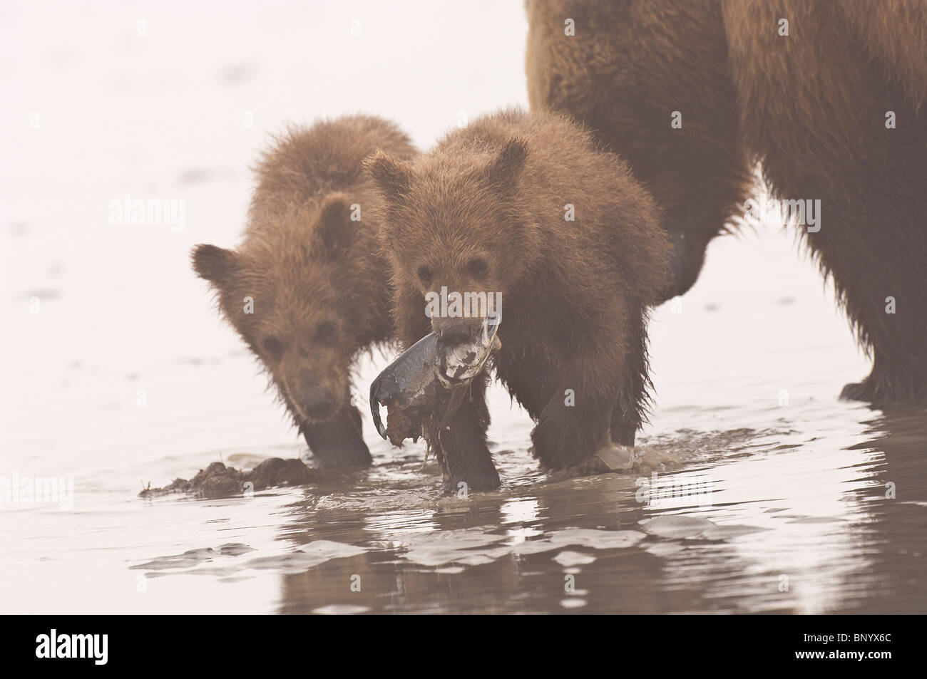 Stock photo of two Alaskan brown bear cubs playing with a fish. Stock Photo