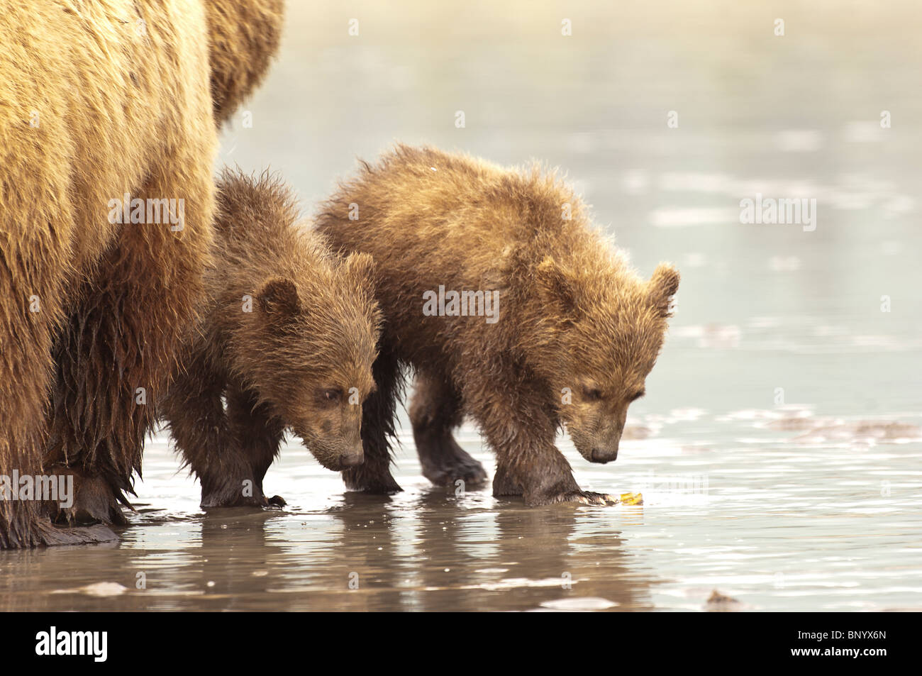 Stock photo of Alaskan coastal brown bear cubs hunting for razor clams ...