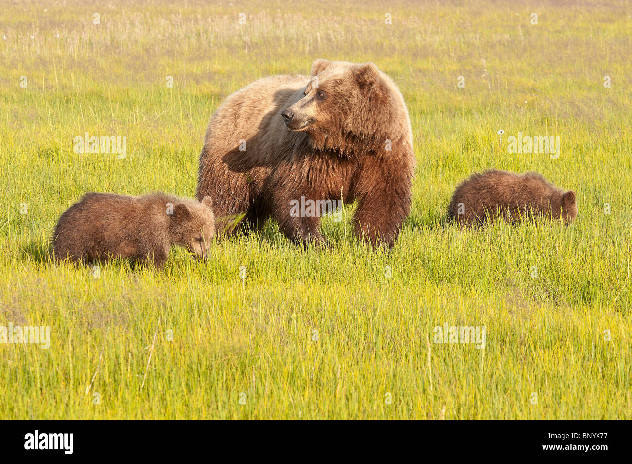 Stock photo of an Alaskan brown bear sow and two cubs in a sedge meadow ...