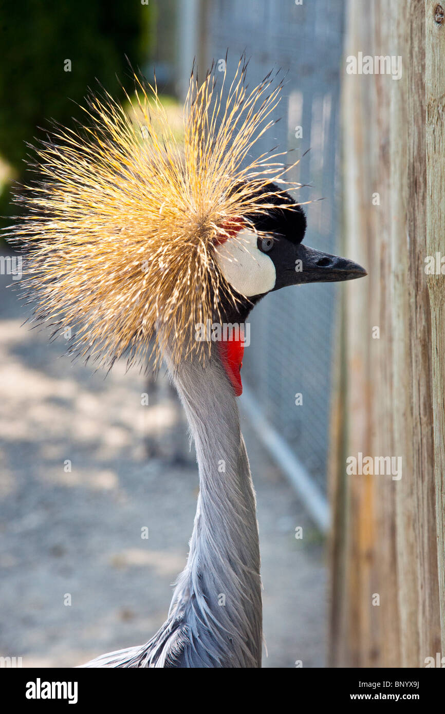 elegant grey crowned crested crane origin Uganda at Couger Mountain Zoological Park Issaquah Washington Stock Photo