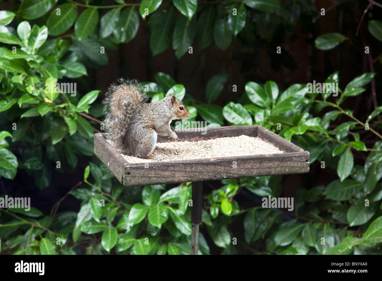 rascally bright eyed squirrel eating meal in bird feeder Bellingham Washington Stock Photo