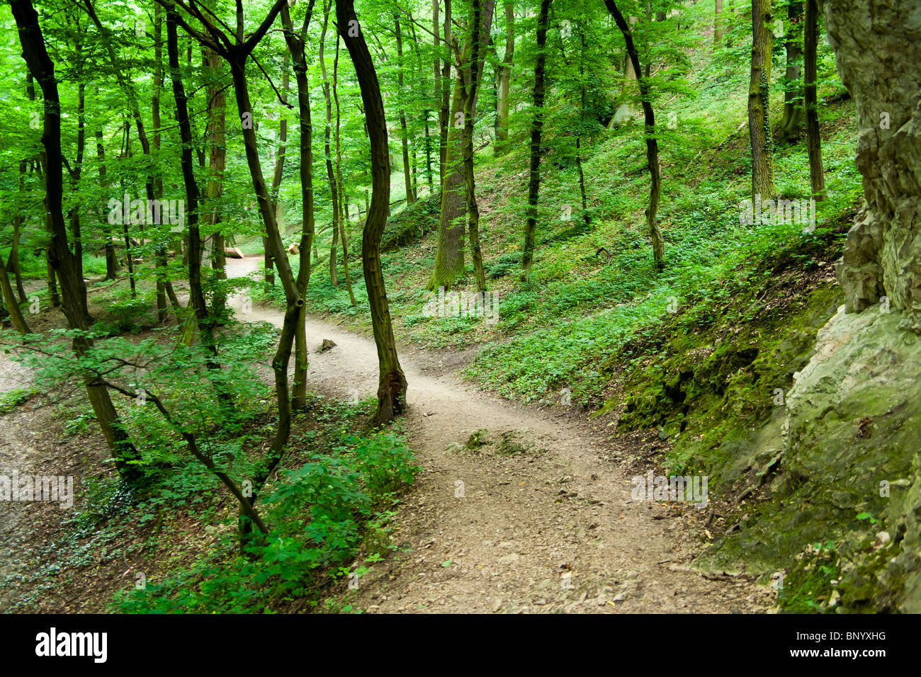 Small forest path hi-res stock photography and images - Alamy