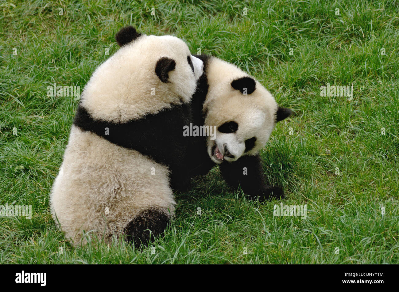 Two young pandas in a playful wrestle, Wolong, Sichuan, China Stock