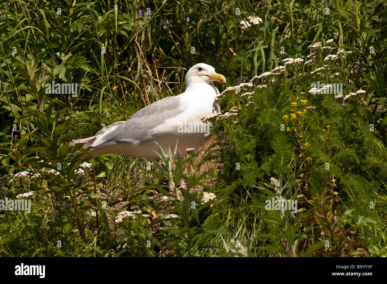 Stock photo of a glaucous-winged gull standing in vegetation. Stock Photo