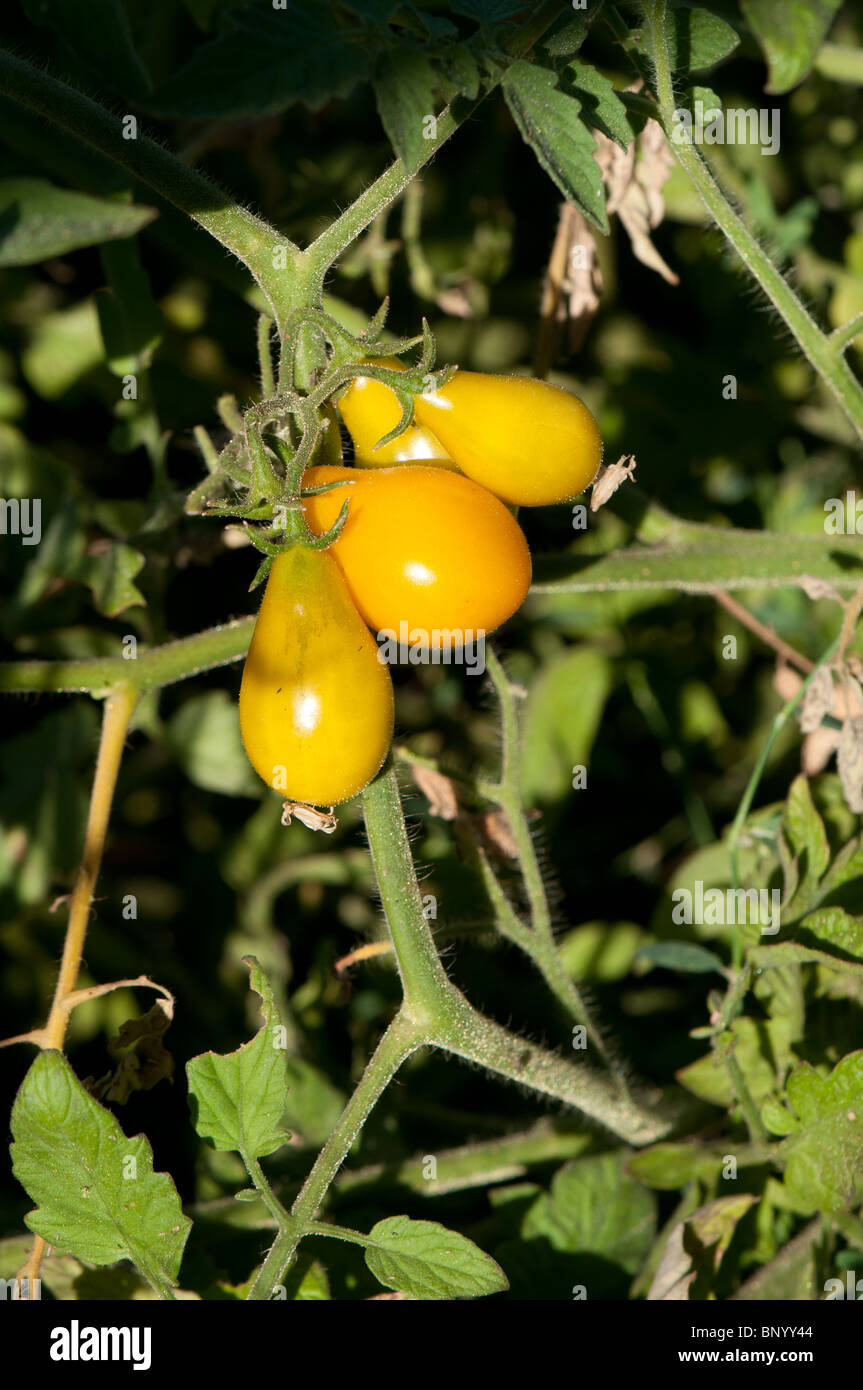 yellow pear tomatoes Stock Photo