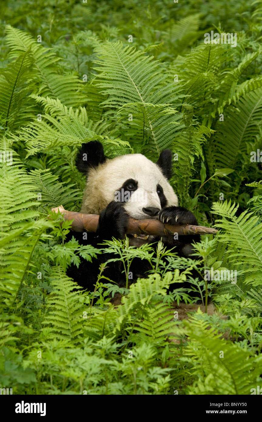 Giant panda lying amongst ferns, Wolong, Sichuan, China Stock Photo