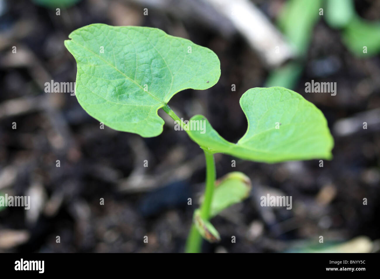 Young bean plant Stock Photo Alamy