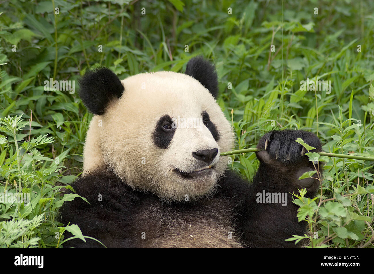 Giant panda sitting feeding, Wolong, Sichuan, China Stock Photo