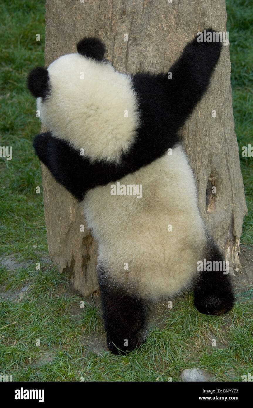 Giant panda cub hugging a tree, Wolong, Sichuan Province, China Stock Photo