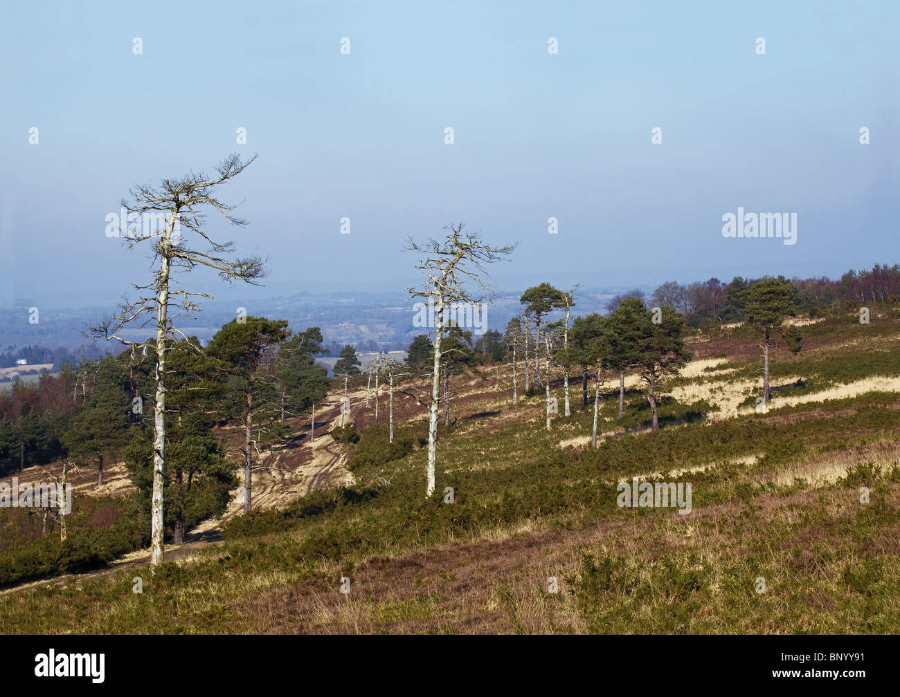 Ashdown Forest Stock Photo