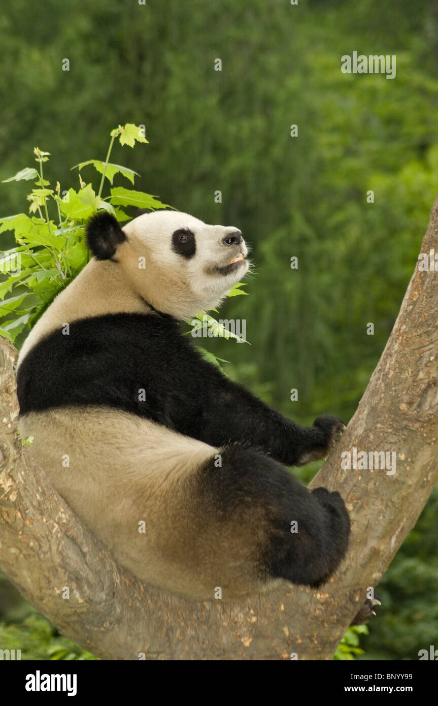 Giant panda sits in fork of  tree warming itself in the first rays of the early morning sun after a cool night, Wolong, China Stock Photo
