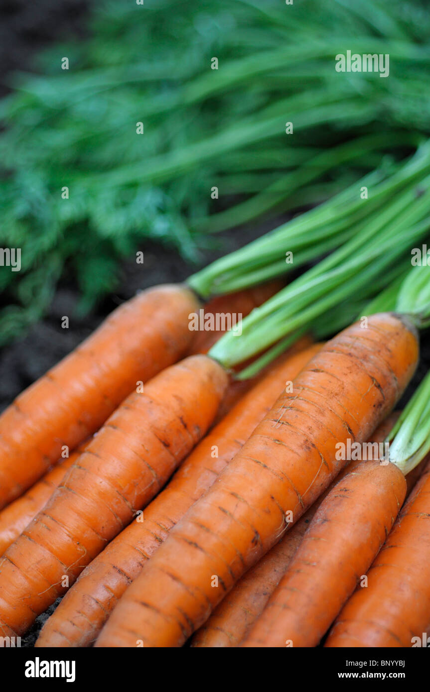 Carrots carrot hires stock photography and images Alamy