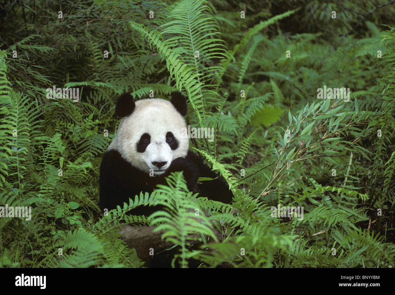 Giant panda feeding on bamboo amongst ferns, Wolong, Sichuan Province, China Stock Photo