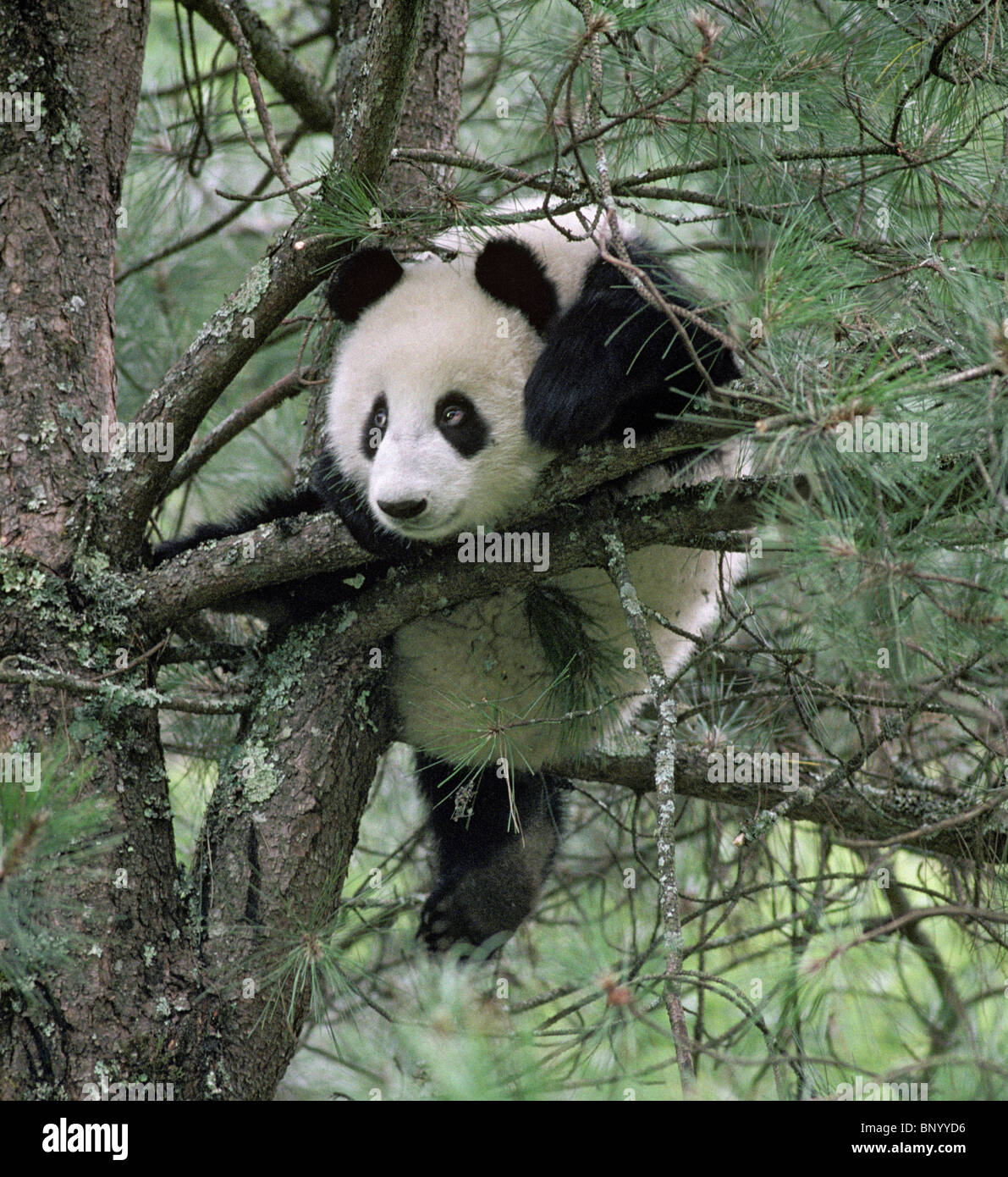 Young giant panda playing in pine tree, Wolong, Sichuan China, September Stock Photo