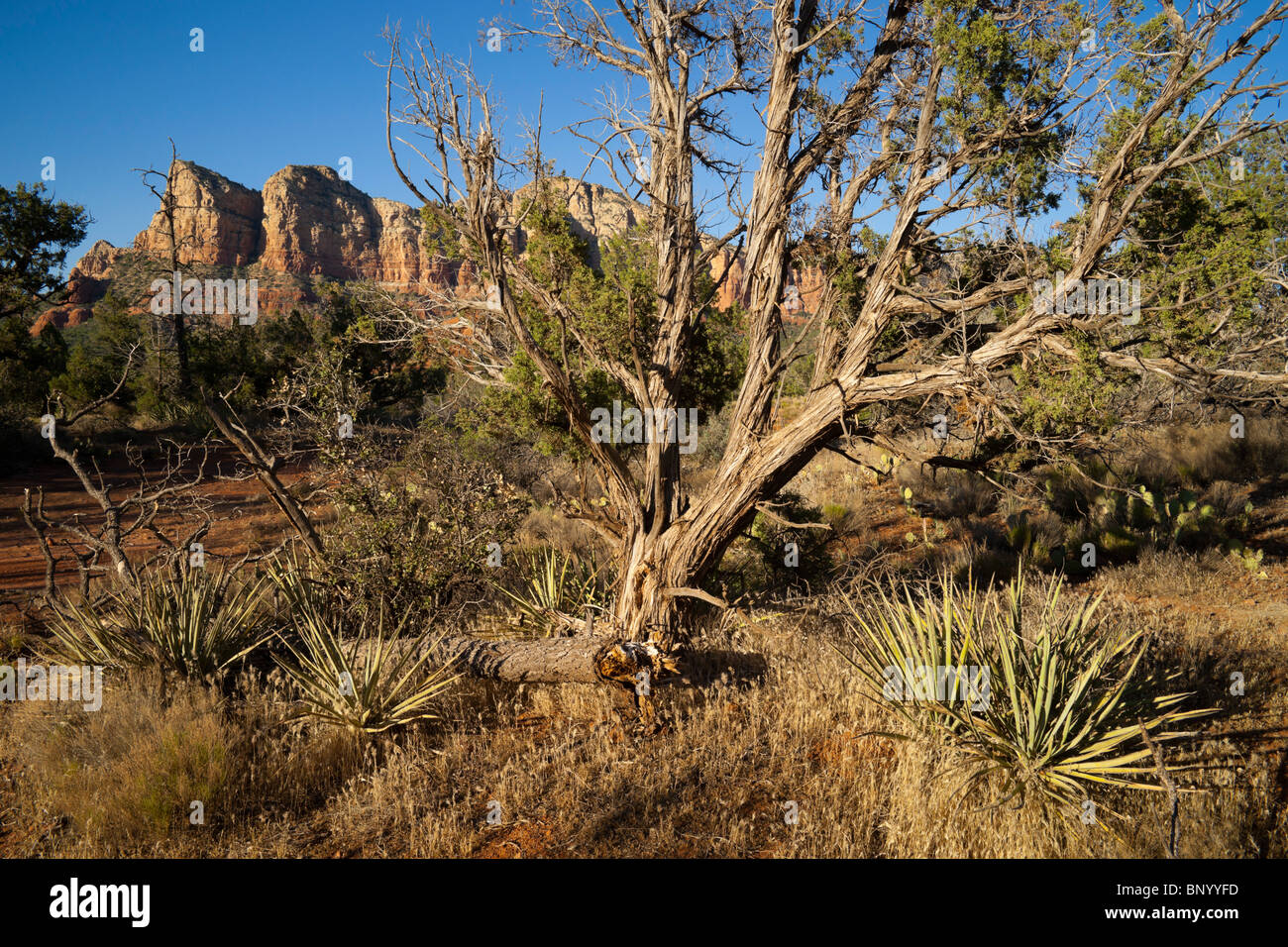 Sedona Arizona - view from Little Horse Trailhead with Submarine Rock, Chicken Point and desert vegetaion Stock Photo