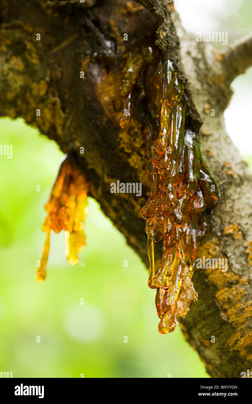 Cherry tree leaking sap (gummosis) USA Stock Photo Alamy