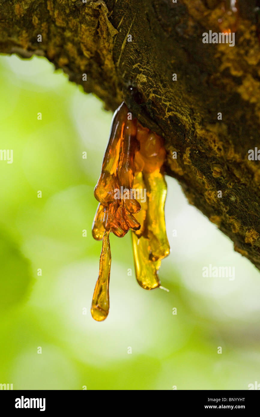 Cherry tree sap Stock Photo 30732516 Alamy
