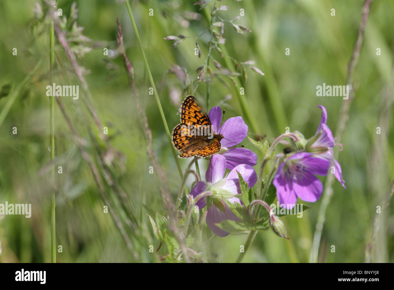 Boloria selene and Boloria euphrosyne on Hamaroy in Norway, feeding on Herb Robert (Geranium robertianum) Stock Photo