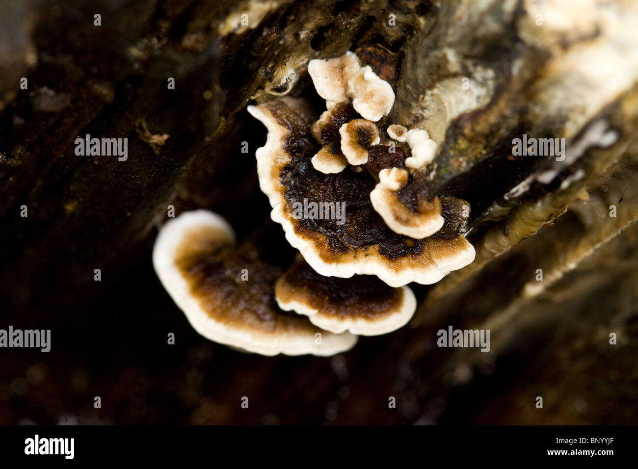 Wood fungus - USA Stock Photo