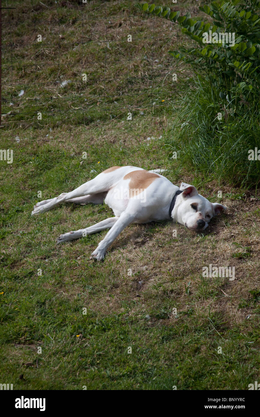 Mixed breed farm dog, Hampshire, England, United Kingdom. Stock Photo