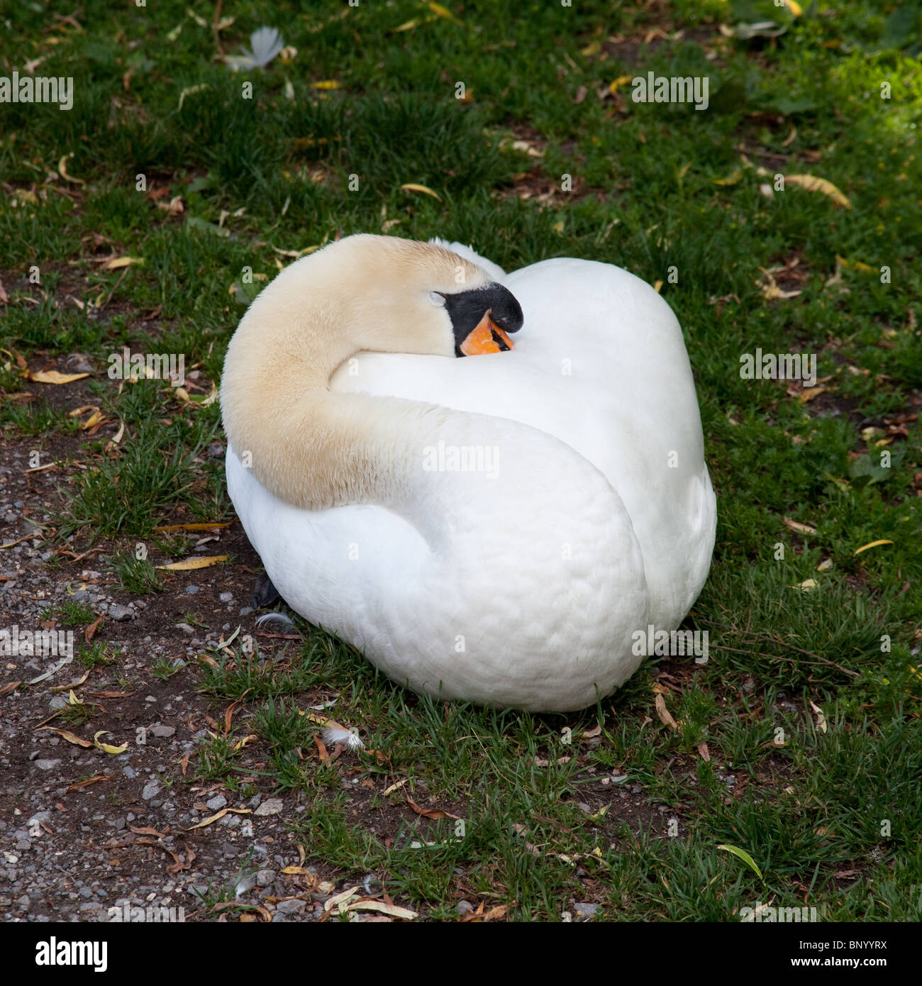 Mute swan, Alresford, Hampshire, England, U.K Stock Photo