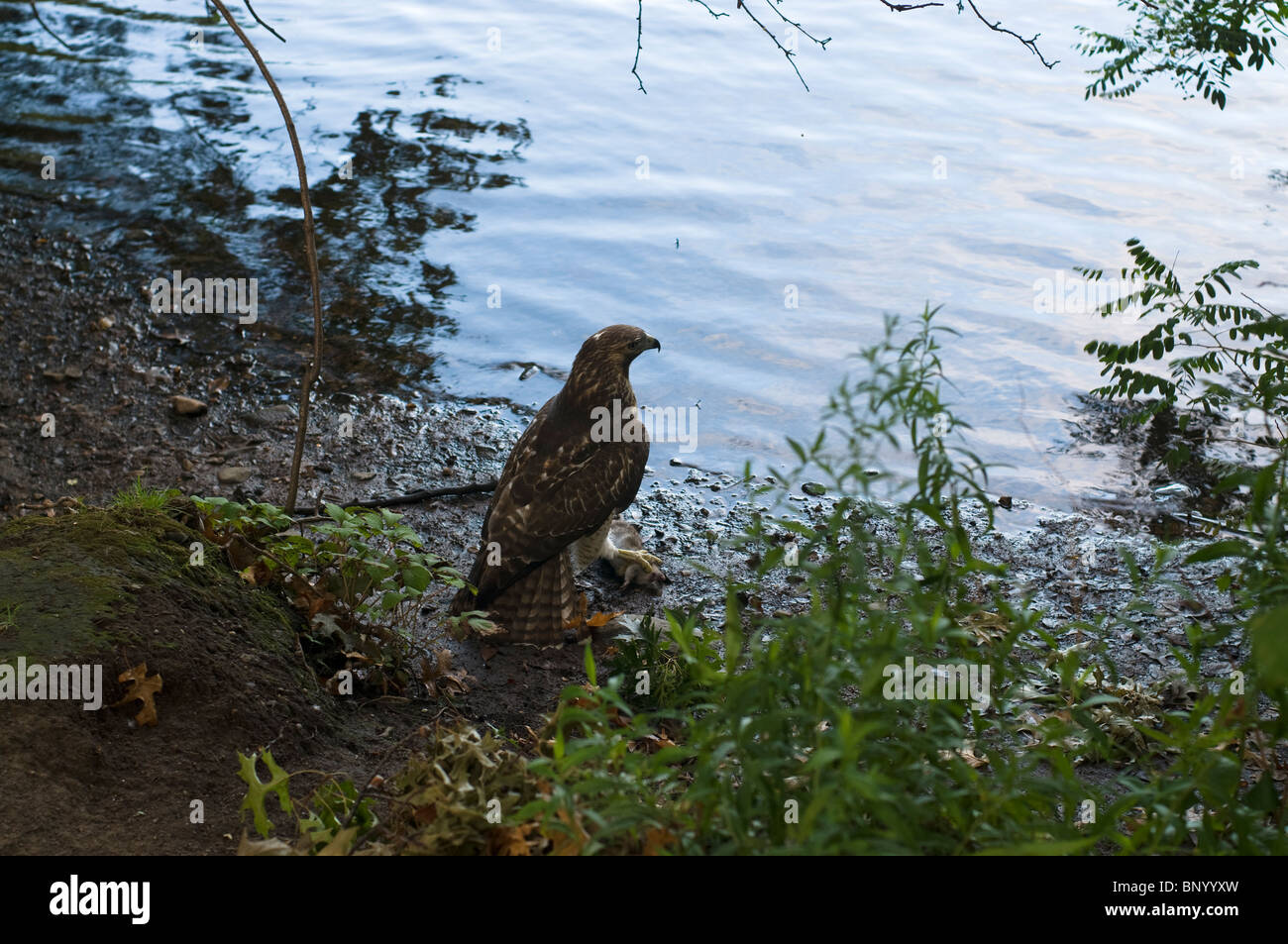 A hawk holds its prey next to the muddy river in Boston Massachusetts. Stock Photo